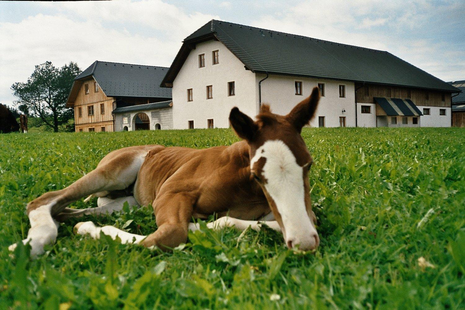 Espi-Stables Ferienhof Esterhammer Liebenau  외부 사진